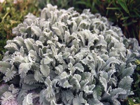 Chrysanthemum haradjanii